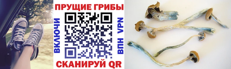 Галлюциногенные грибы Cubensis  Хвалынск 